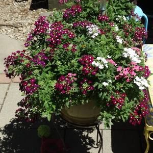 Meet your Posher, Deniene